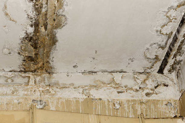 Beckley, WV Mold Removal Company