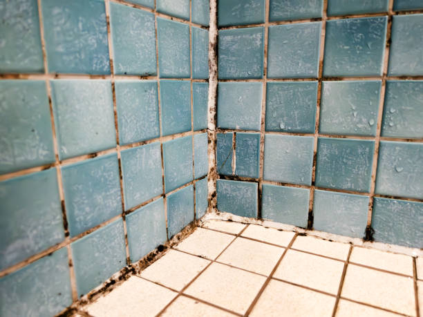 Best Commercial Mold Inspection  in Beckley, WV